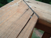 עץ שנסדק בעקבות הברגה